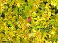 Kaliedoscope Abelia